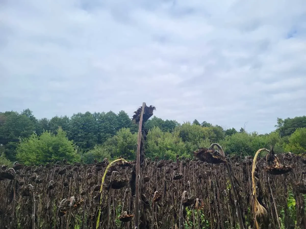 ділянка сільськогосподарського призначення Бориспільський, Головурів..