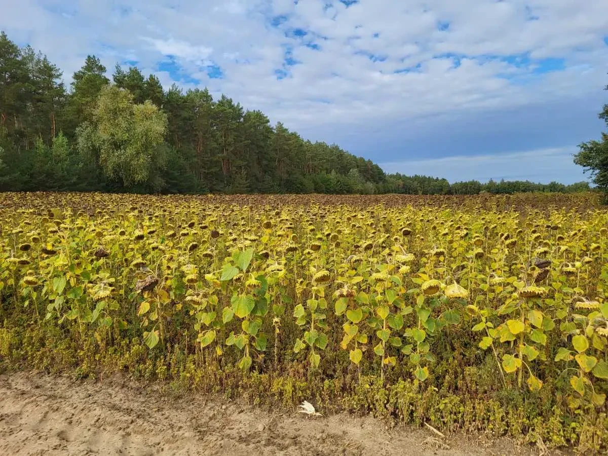 ділянка сільськогосподарського призначення Бориспільський, Вороньків.. 2