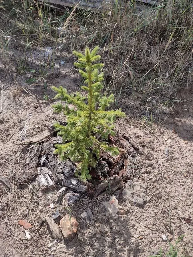 4-к будинок Бучанський, Буча, Льва Симиренка 15