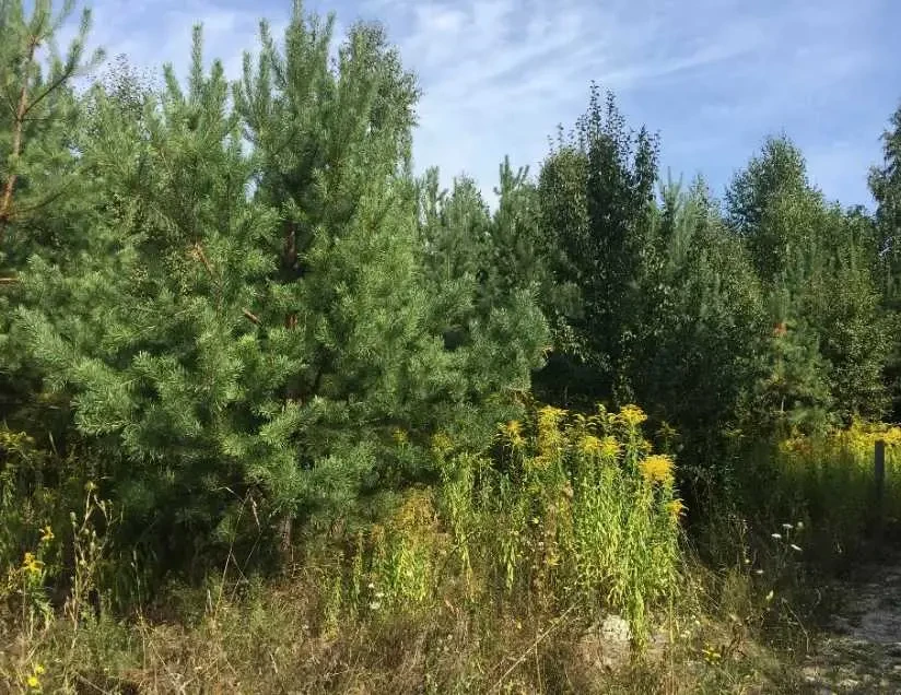 ділянка під житлову забудову Фастівський, Віта-Поштова, Звенигородська 6