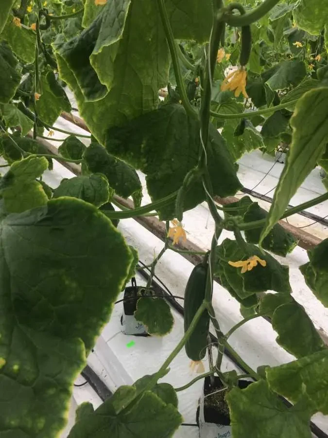 виробничі приміщення Косівський, Стопчатів, Центральна 1 14