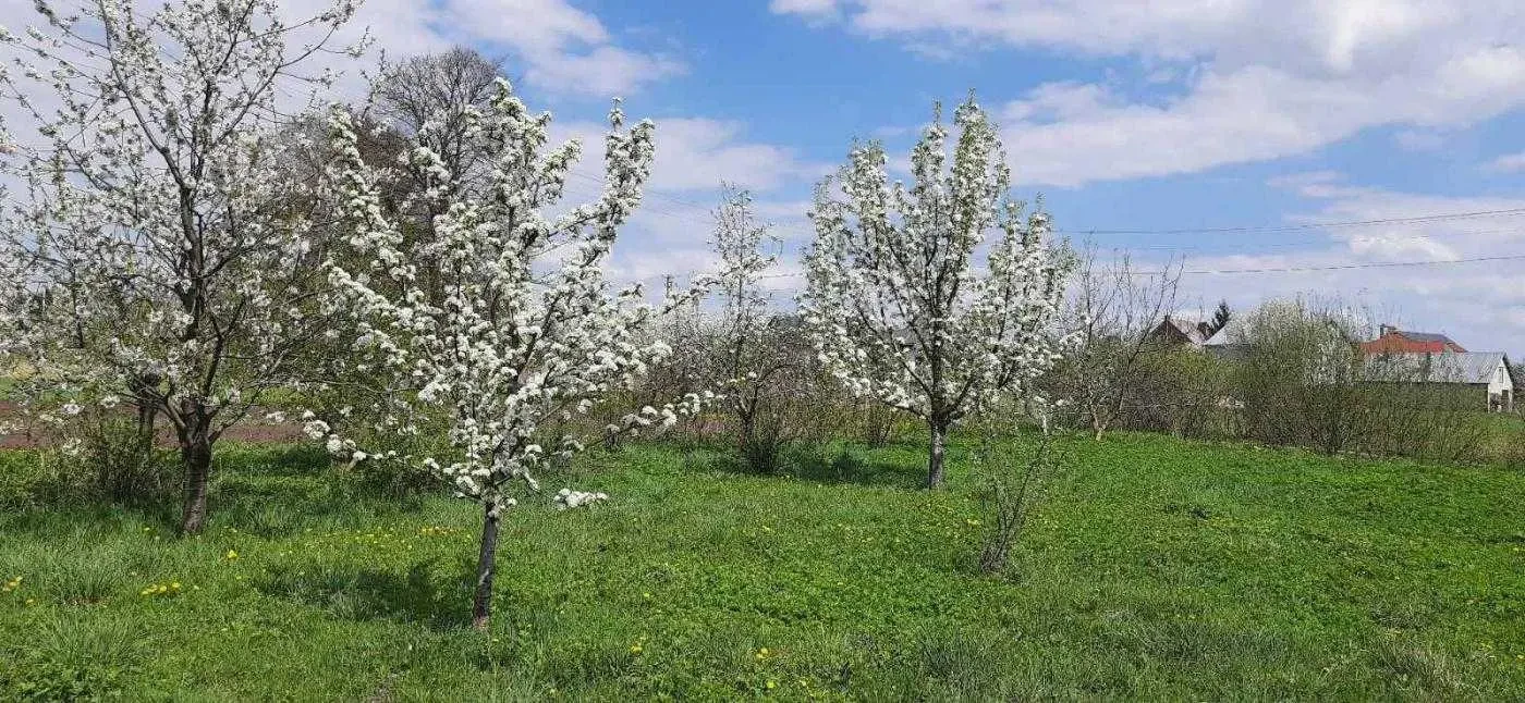 7-к будинок Кам`янка-Бузький, Ременів, Польова 11