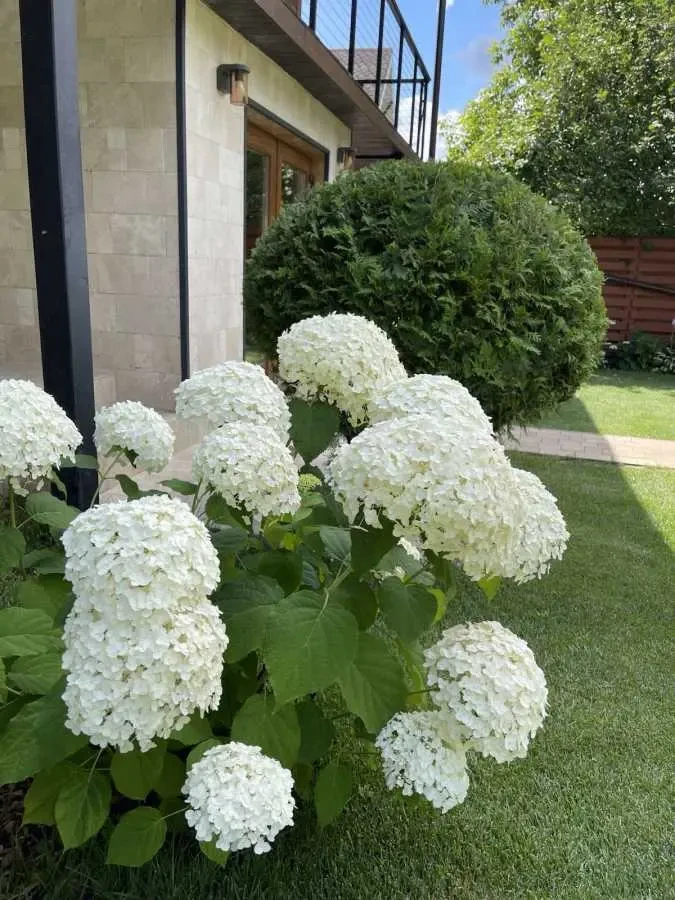 4-к котедж Фастівський, Хлепча, Лісова Поляна 8 16