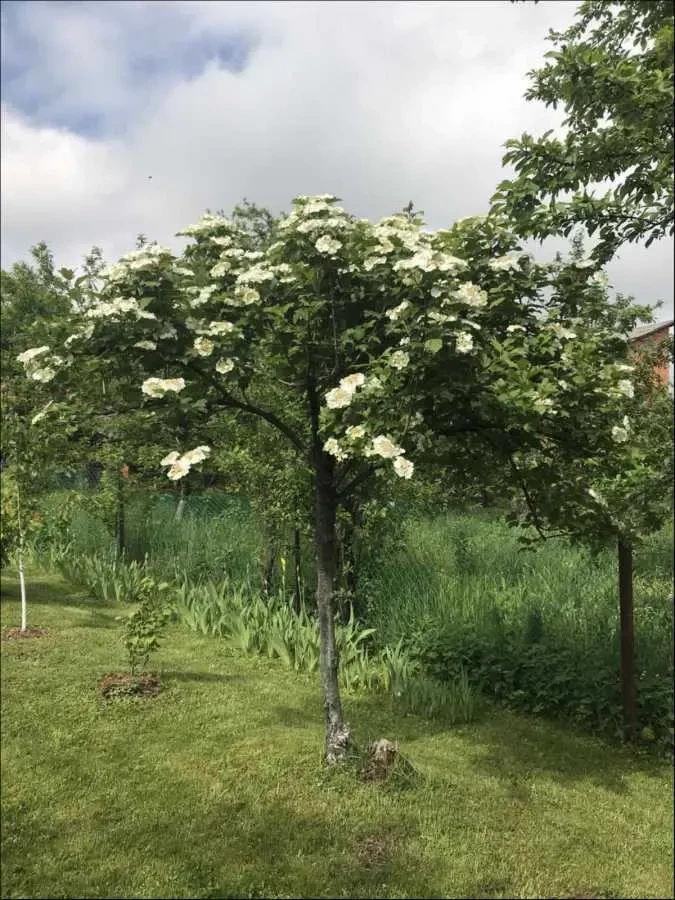 10-к будинок Хустський, Хуст, Центральна 19