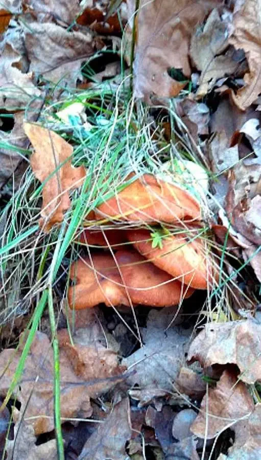 1-к будинок Фастівський, Осикове, Польова 2