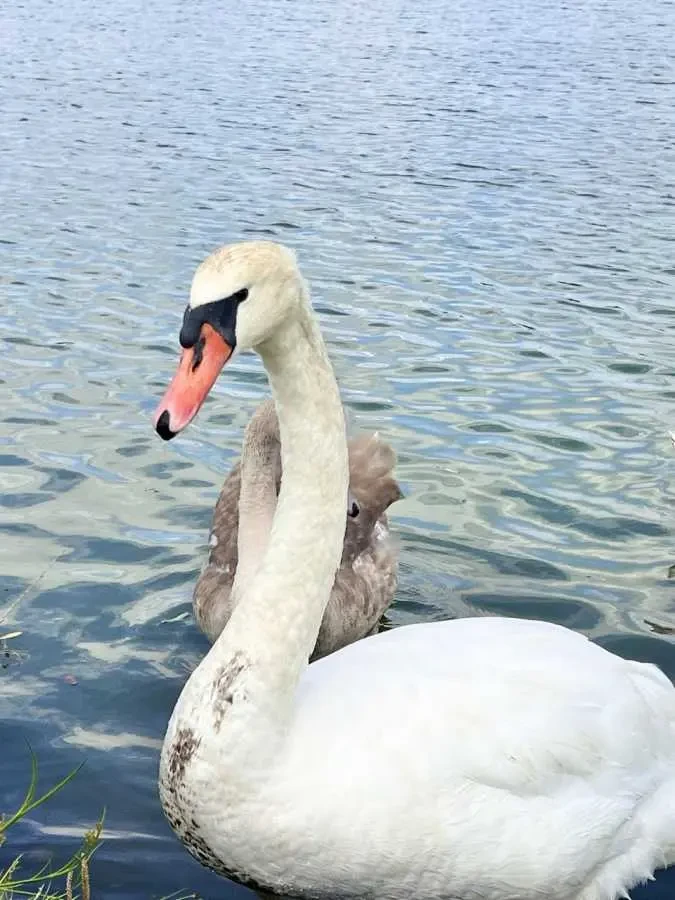 ділянка під житлову забудову Фастівський, Варовичі, Університетська 8 10