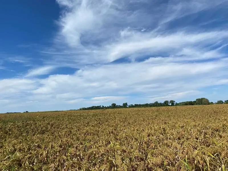 ділянка під житлову забудову Фастівський, Грузьке, нова