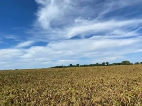 ділянка під житлову забудову Фастівський, Грузьке, нова