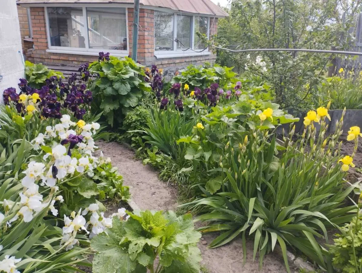 4-к будинок Фастівський, Фастівець, Фастівецька 16