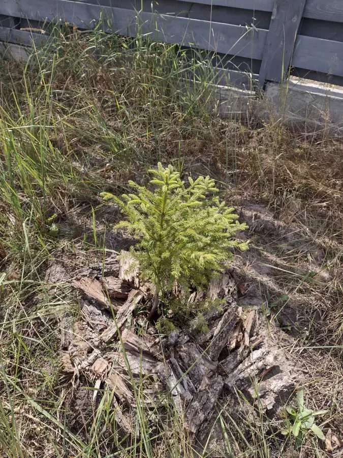 4-к будинок Бучанський, Буча, Льва Симиренка 16