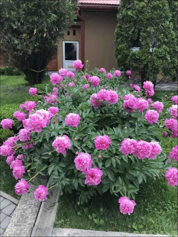 10-к будинок Хустський, Хуст, Центральна 18