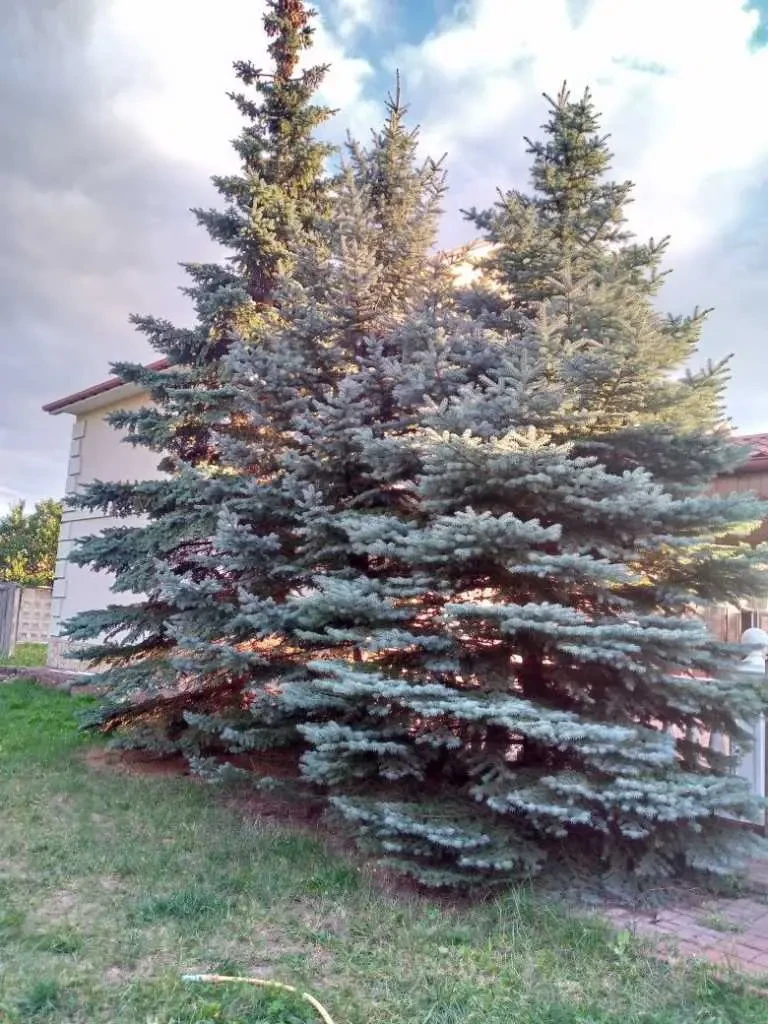 3-к котедж Київ, Дарницький, Центральна