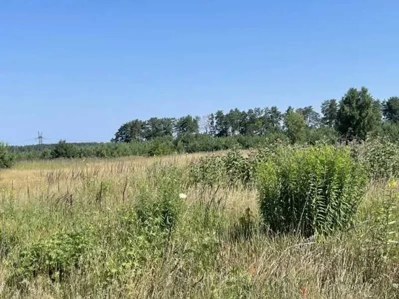 ділянка сільськогосподарського призначення Броварський, Рожівка, Лісна 5