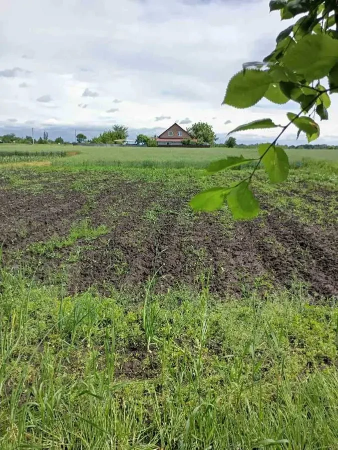 ділянка сільськогосподарського призначення Обухівський, Черняхів, Пе..