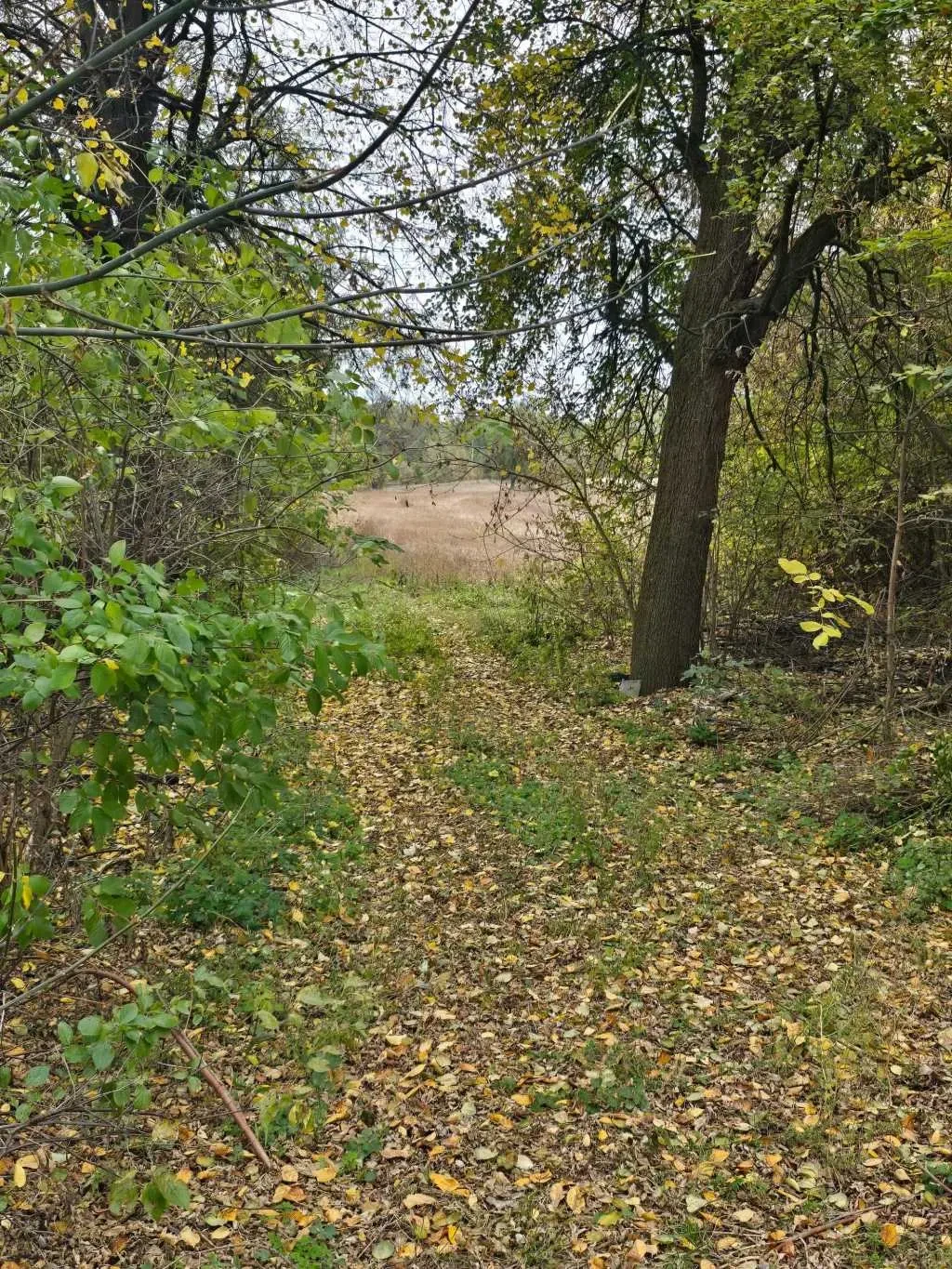 2-к будинок Білоцерківський, Троїцьке, Центральна 1 14