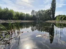 1-к будинок Фастівський, Осикове, Польова
