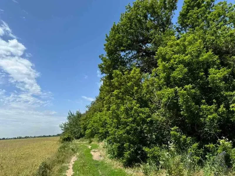 ділянка під житлову забудову Бориспільський, Велика Олександрівка, Н.. 6