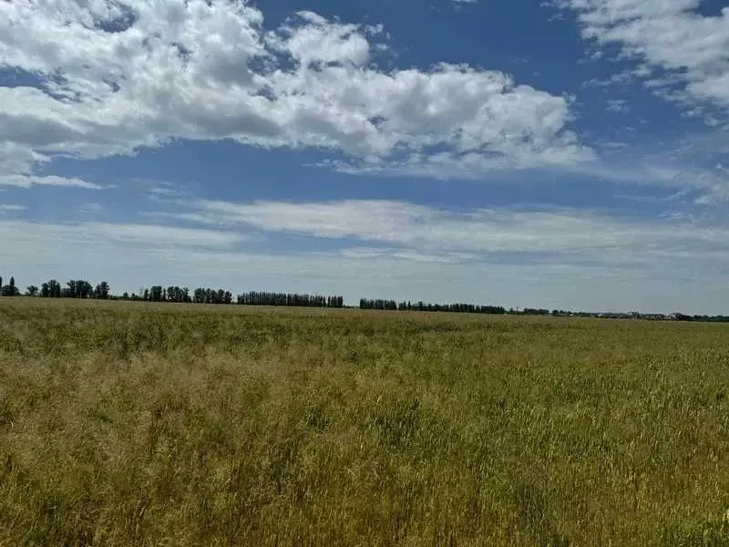 ділянка під житлову забудову Бориспільський, Велика Олександрівка, Н.. 2