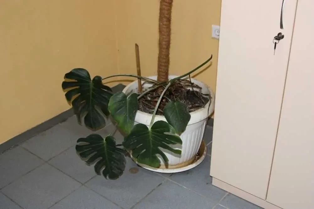 кімната Київ, Деснянський, Віскозна 5