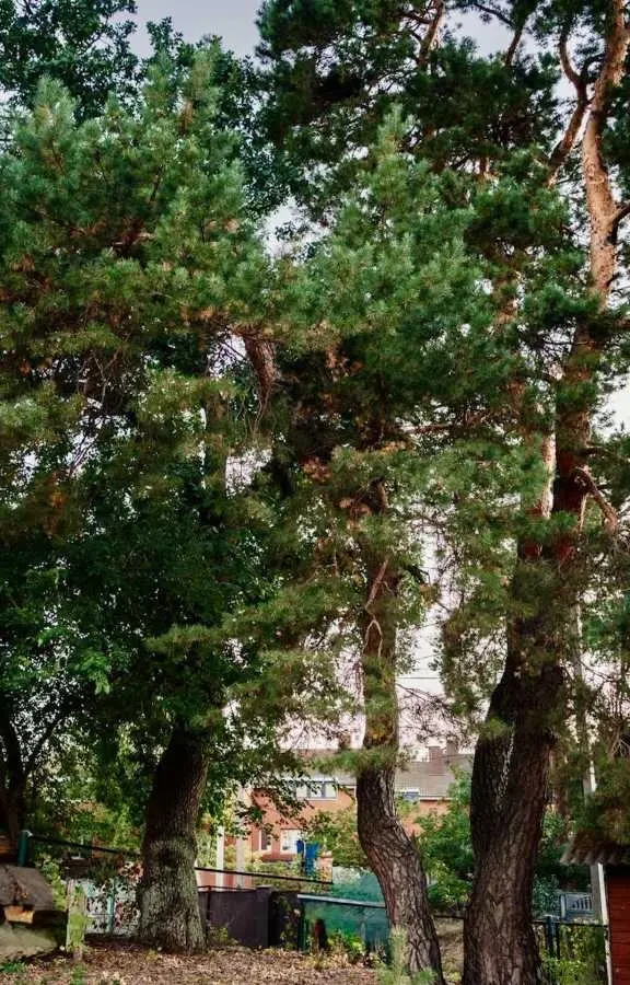 ділянка під житлову забудову Обухівський, Плюти, Малишка 8/1 5