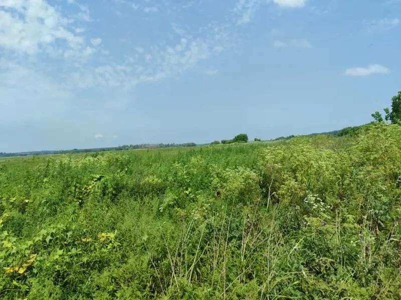 ділянка сільськогосподарського призначення Бучанський, Озера, Нова 8