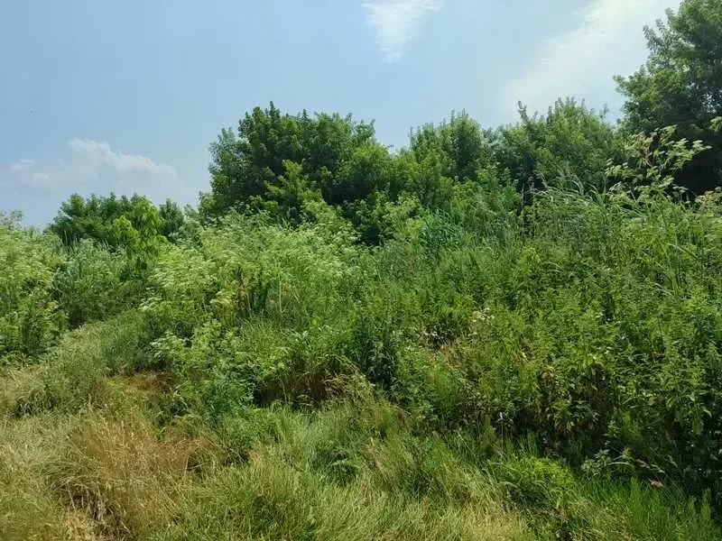 ділянка сільськогосподарського призначення Бучанський, Озера, Нова 13