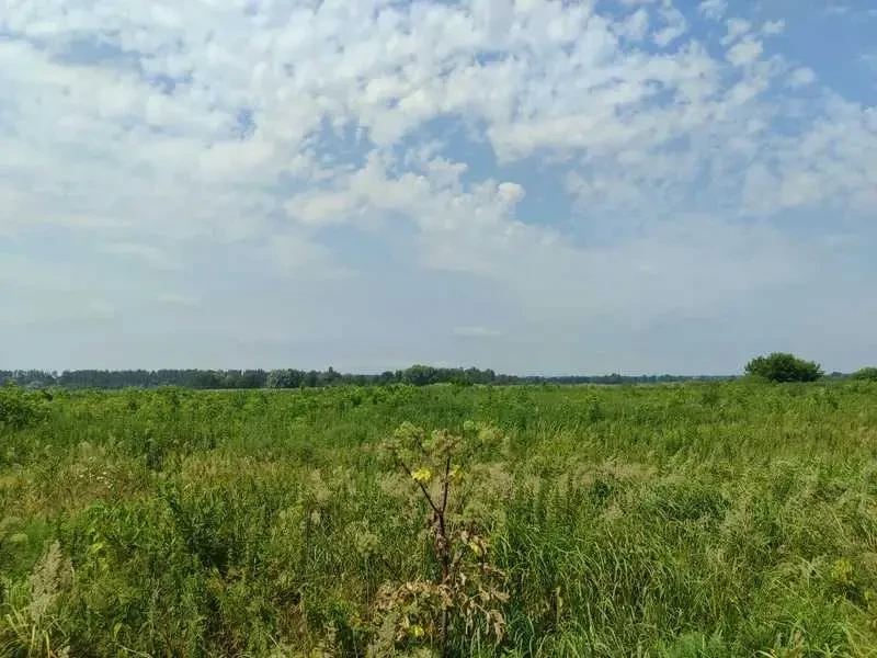 ділянка сільськогосподарського призначення Бучанський, Озера, Нова 24