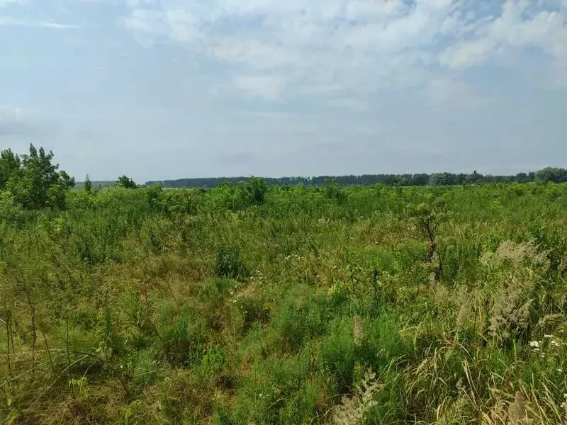 ділянка сільськогосподарського призначення Бучанський, Озера, Нова 14
