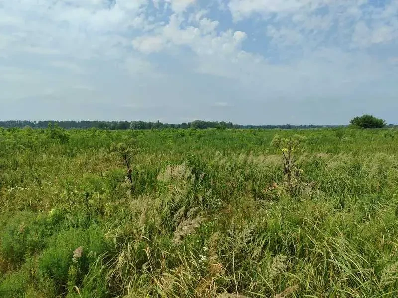 ділянка сільськогосподарського призначення Бучанський, Озера, Нова 4