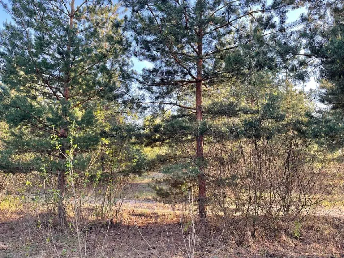 база відпочинку, пансіонат Броварський, Погреби, Кодацька 16