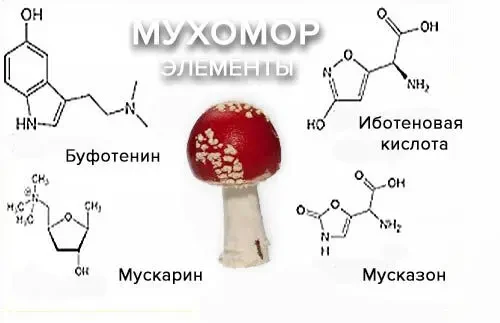 Настойка Мухомора Красного 3