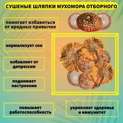 Мухоморы Красные Сушеные 5