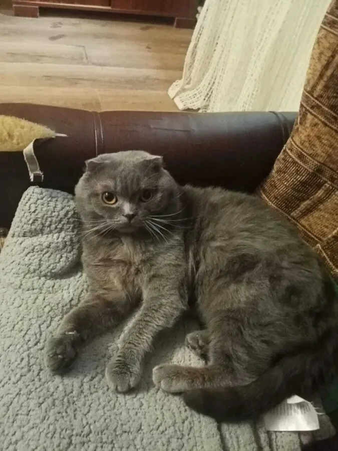 Кот для вязки 2