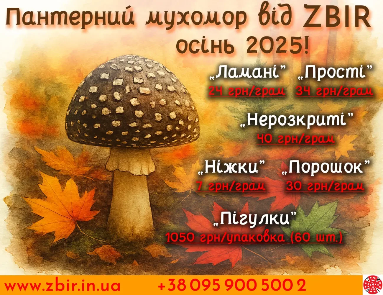 Мухомор ПАНТЕРНИЙ (Amanita Pantherina), сушені ШАПКИ, сезон 2023 5