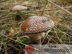 Мухомор ПАНТЕРНИЙ (Amanita Pantherina), сушені ШАПКИ, сезон 2023