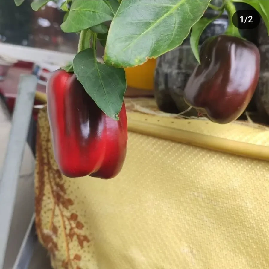 Продам рассаду перца сладкого