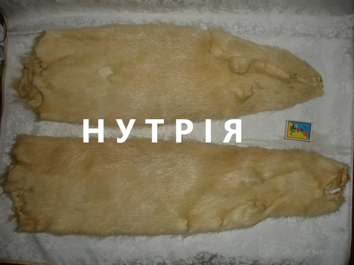 Кожа/мех/ШКІРА натуральна НУТРІЇ, не фарбована. НОВА, цільна. РАРИТЕТ.