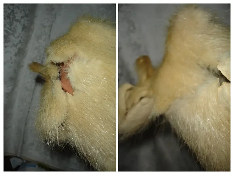 Кожа/мех/ШКІРА натуральна НУТРІЇ, не фарбована. НОВА, цільна. РАРИТЕТ. 4