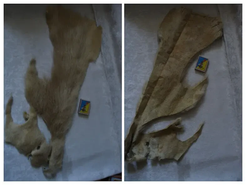 Кожа/мех/ШКІРА натуральна НУТРІЇ, не фарбована. НОВА, цільна. РАРИТЕТ. 7