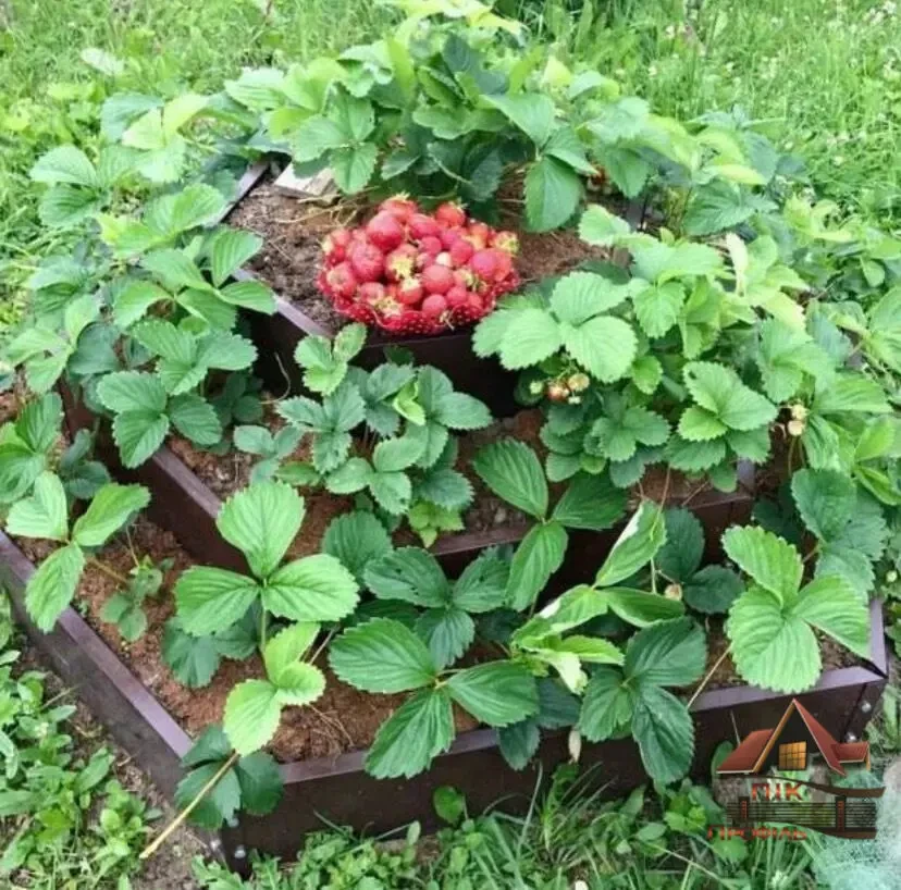 Клумба, грядка, Альпійська гірка 7