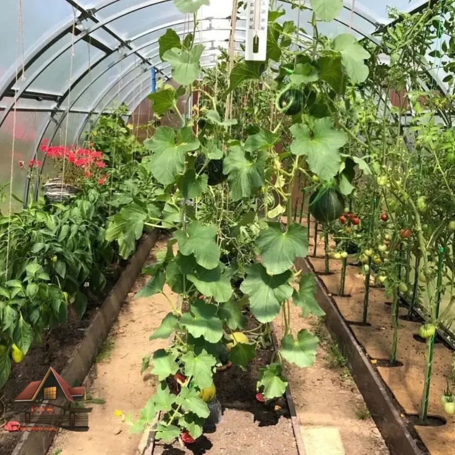 Теплична грядка 3