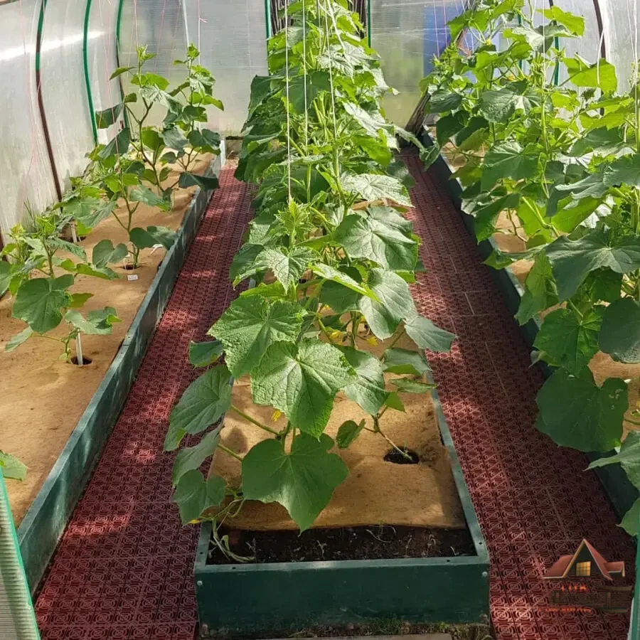 Теплична грядка 6