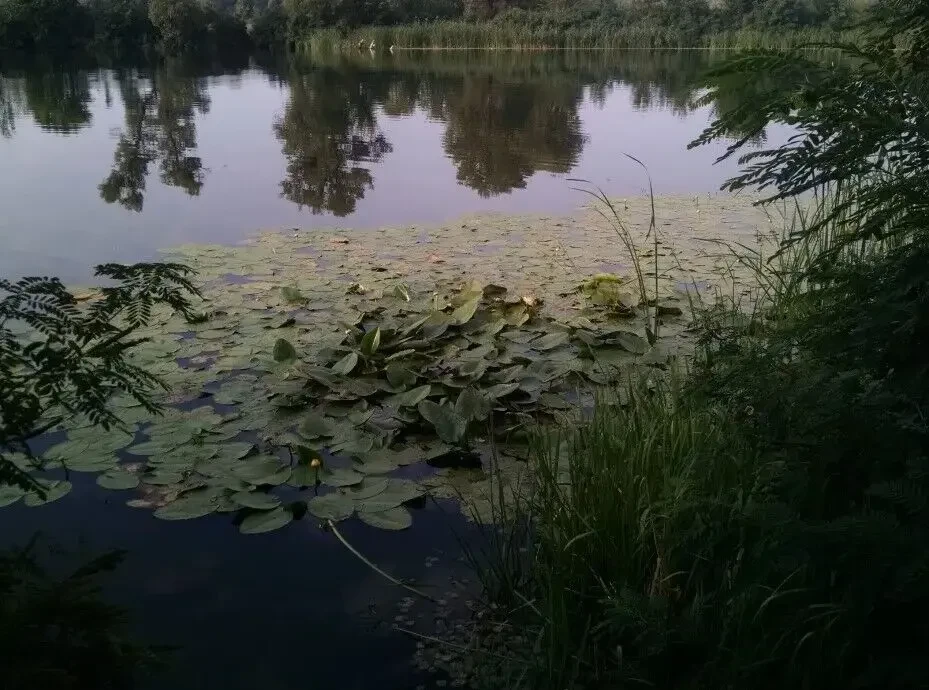 Продам будинок біля води та лісу 8