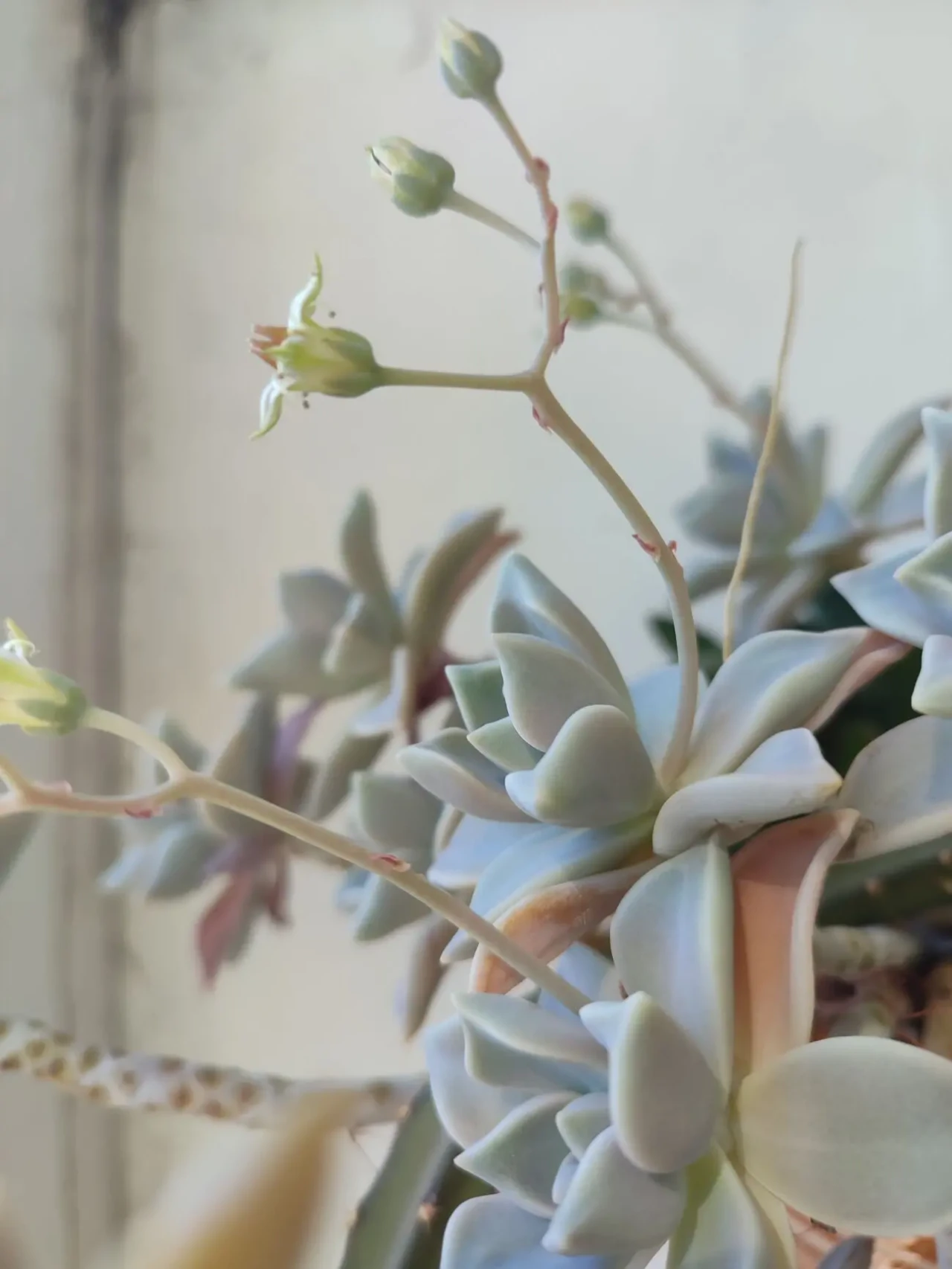 Отростки гибискуса, бегонии, суккулентов 5