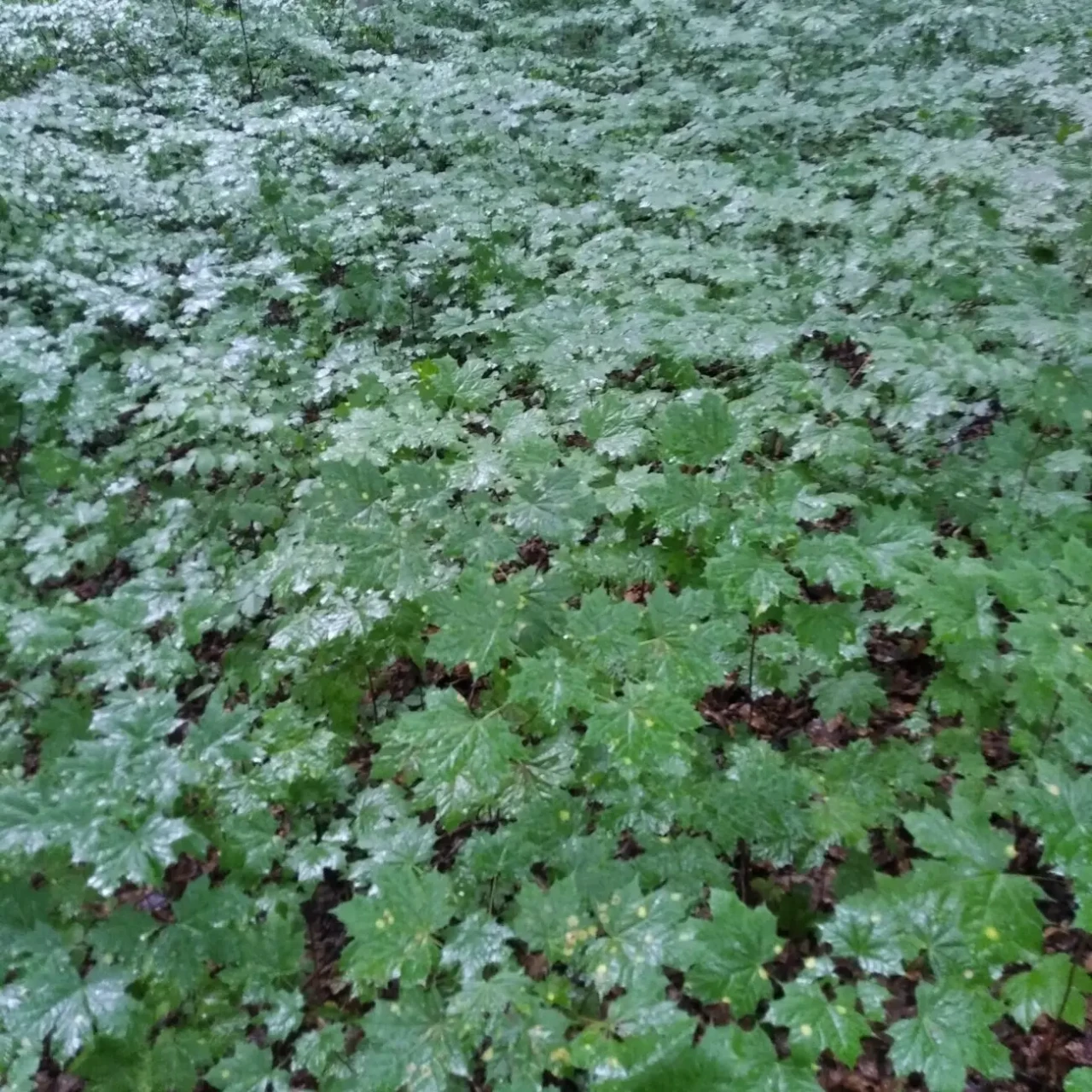 Саджанці бука і клена 8