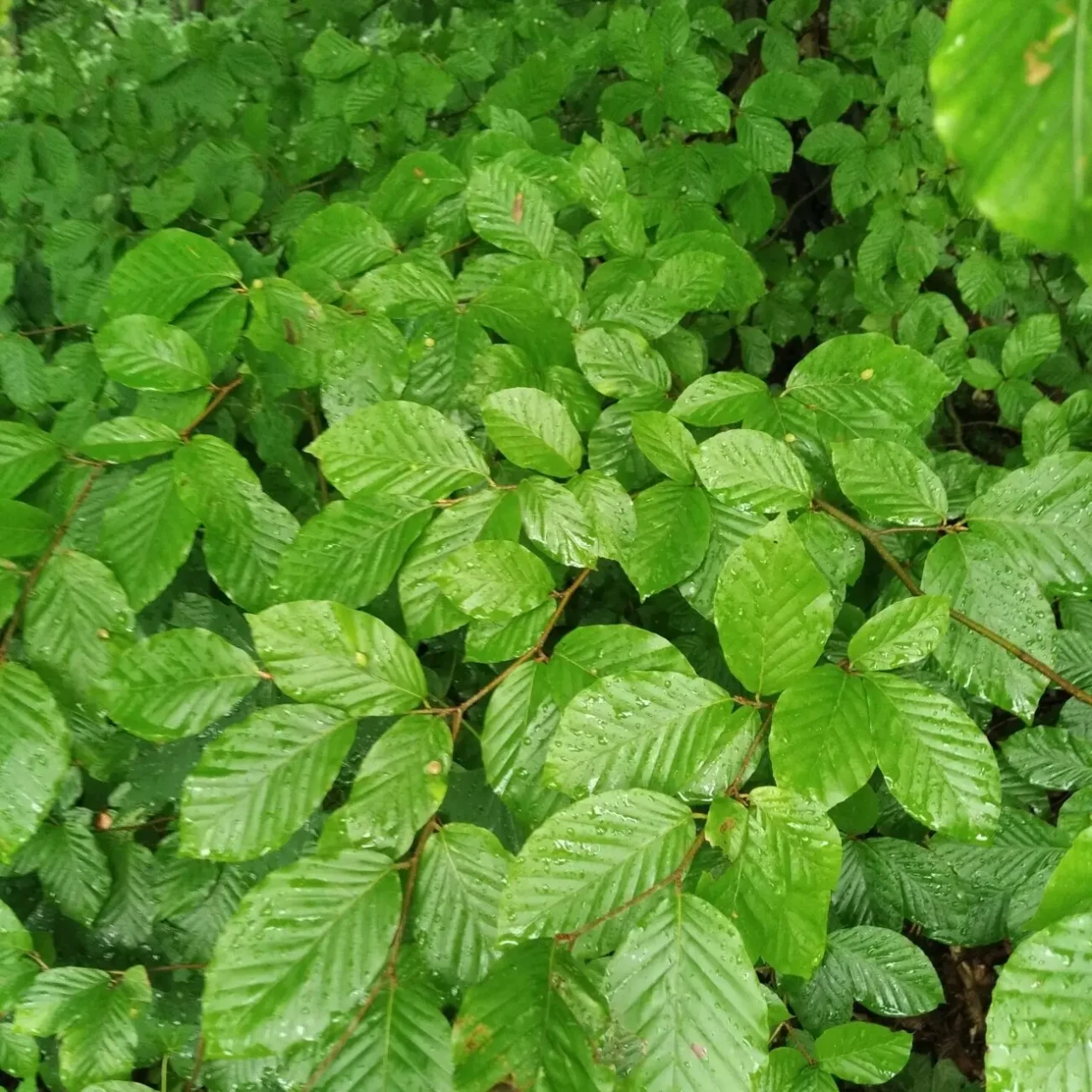 Саджанці бука і клена