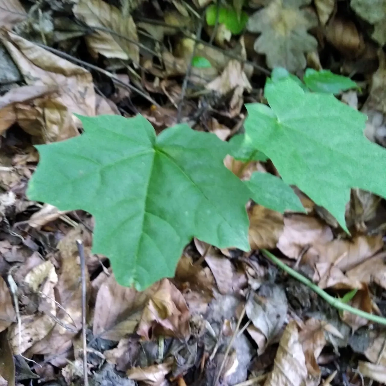 Саджанці бука і клена 4