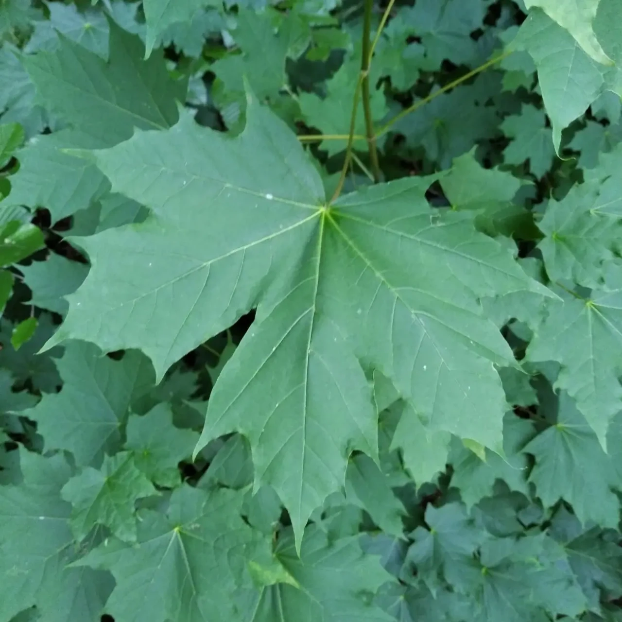 Саджанці бука і клена 2