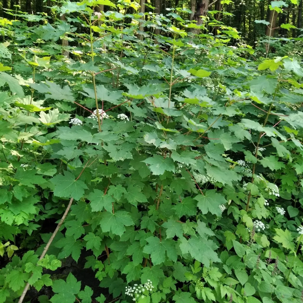 Саджанці бука і клена 7