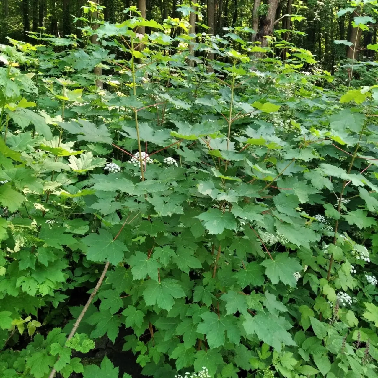 Саджанці бука і клена 6